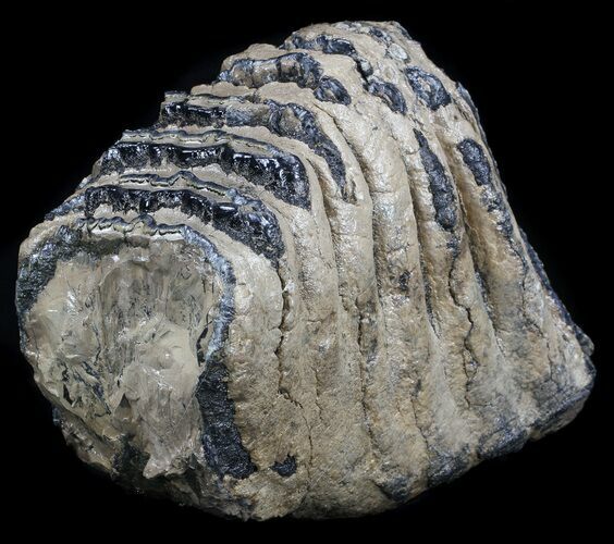 Partial Fossil Palaeoloxodon Molar #35942